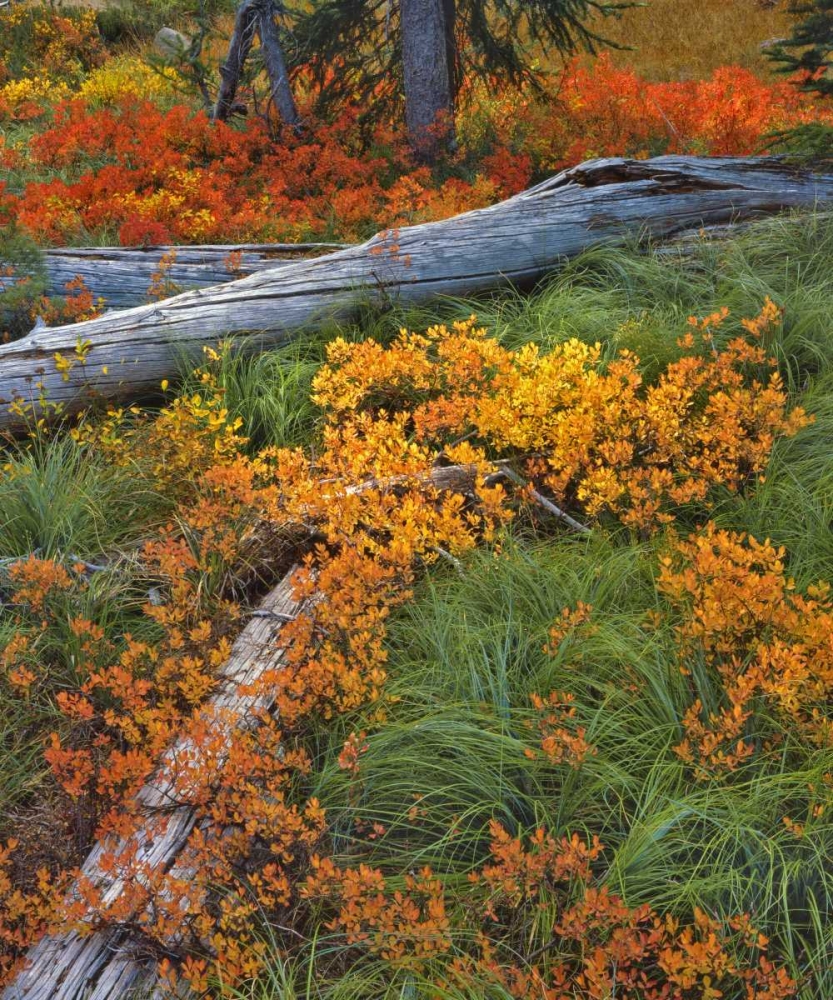 OR, Willamette NF Backcountry meadow in autumn